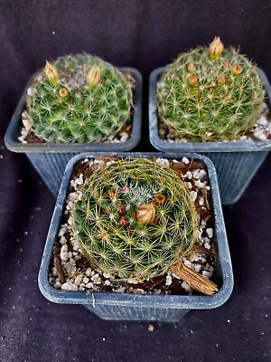 Mammillaria Tezontle Lot Of 3 Cactus Plants • $12.99