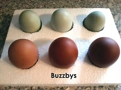 6 RAINBOW MIX Chocolate OLIVE Easter Egger MARCANA HEN Blue Green Hatching Eggs. • £18