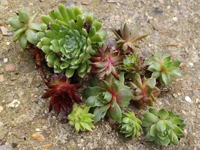 15 Mixed Size Sempervivum Chicks Succulent Plants • £4.99