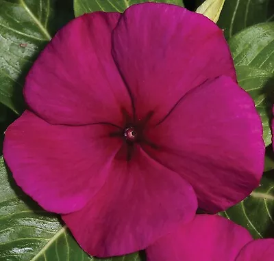 Vinca Seeds 25 Seeds Vinca Valiant Burgundy Annual Seeds F1 • $4.25