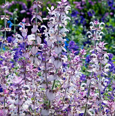 SALVIA Sclarea Var. Turkestanica. Approx. 30 Seeds • £1.99