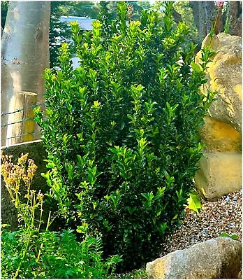 [x3] Euonymus Japonica Spindle Bush 'Green Spire' | P9 Pot Plants | Shrubs • £17.99