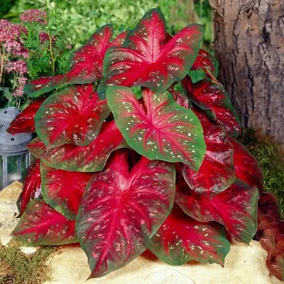 Garden State Bulb Fancy Red Flash Caladium Bulbs Bare Roots Spring Planting • $53.57