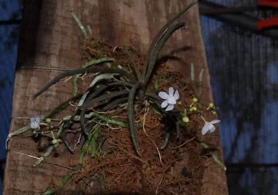 $49.95 • Buy Myrtle Bells Orchid  - Sarcochilus Hillii - Australian Native Orchid