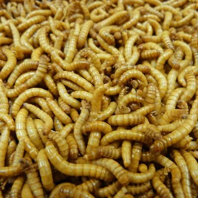 Live Mealworms Pet Bird Feed Reptile Lizard Food Alive Meal Worm Grubs Feeder  • $9.99
