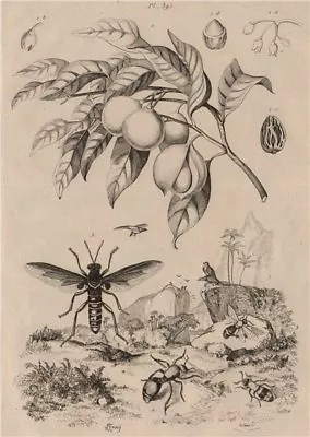 Muscadier (Nutmeg). Mutillidae (Velvet Ants). Mydas Fly 1834 Old Antique Print • $7.58