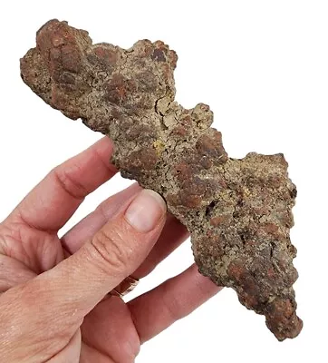 $9.99 • Buy Prehistoric Turtle Dung Coprolite Fossil Poop 266 Grams