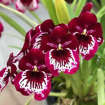 IN SPIKE / BUD ~ FRAGRANT ~ Miltoniopsis Orchid ~ Lennart Karl Gottling 'Red Rim • $34.99