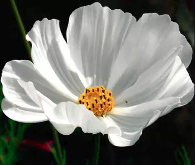 COSMOS Bipinnatus 'Purity' 30 Seeds  • £1.99