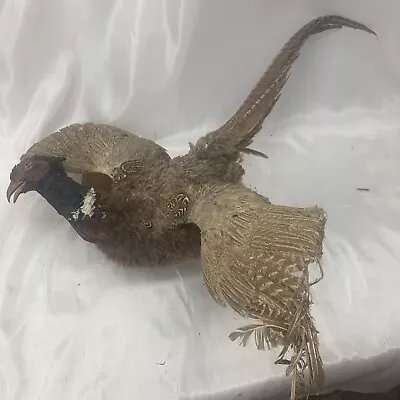 True Vintage Ringneck Pheasant Taxidermy Mounted - Ugly - Falling Apart • $119.99