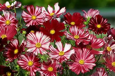 Flower - Cosmos - Velouette - 30 Seeds • £2.30