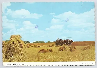 State View~Indiana~Amish Use Horse-Drawn Equipment On Farms~Continental Postcard • $1.35
