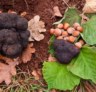 £65 • Buy 4 Truffle Tree (Hazel Tree Inoculated With The Black Summer Or Burgundy Truffle)