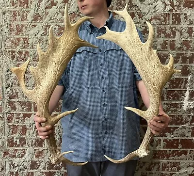 Giant Fallow Deer Shed Antler Pair Horns Antler Taxideremy Mount Man Cave Elk • $107.50