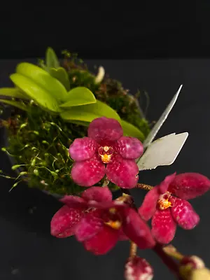 $55 • Buy Select Barrita Orchids Sarcochilus INDP/030