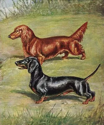 Dachshund - CUSTOM MATTED - Vintage Color Dog Art Print  • $12.50