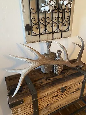 7 Pt Elk Shed ~ Antler ~ Decor • $217