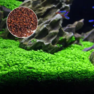 £3.50 • Buy 100+ Seeds Fish Tank Aquarium Plant Aquatic Water Grass Leaf Easy Grow UK Seller