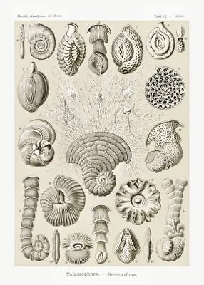 Ernst Haeckel Scientific Illustration Shells Wall Art Print Nature Print Poster • $5.60