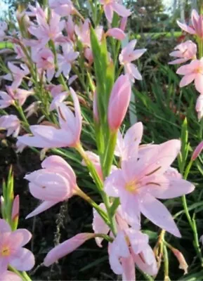 2 X Schizostylis Coccinea  Mrs Heharty  Plant. Hardy Perennial. Bare Rooted  • £5.50