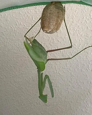 1x Giant Asian Mantis (Hierodula Membranacea) Nymph L4/5 • £6.50