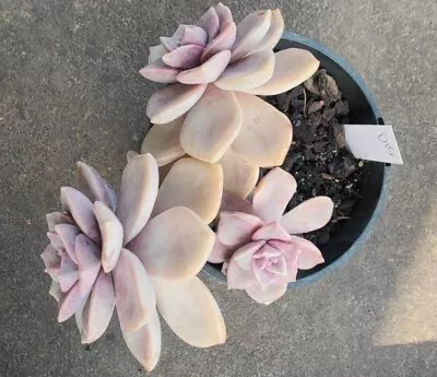 Graptopetalum Purple Delight 20cm Diameter • $16