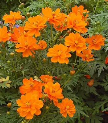 15 Cosmic Orange Cosmos Seeds - Branching Multi Bloom Variety • £2.39