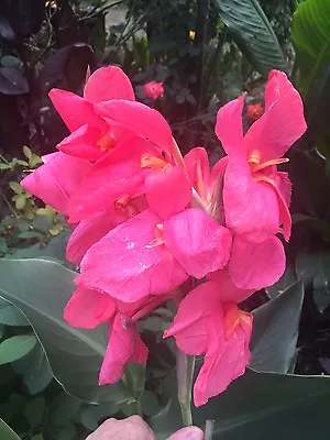 Canna Indica Cannalily Rare Cerise 10 Seeds Free Post Easy To Grow • $10