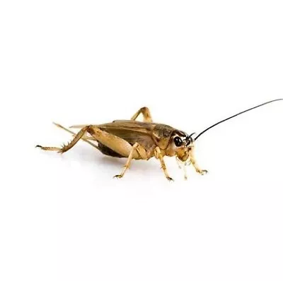 Live Crickets Approx. 5/8    Free Shipping • $9