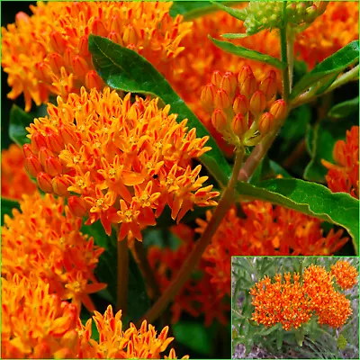 ASCLEPIAS Tuberosa Orange Shades 10 Seeds  Grow FLOWERS  Beautiful Garden • $5.38