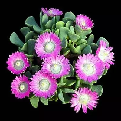 Aloinopsis Spathulata Rare Succulent Plant Mesembs Living Stone Seed 15 SEEDS • $8.99