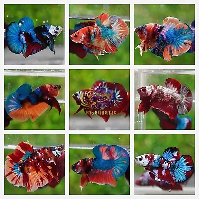 1 Male Live Betta Fish - Koi Multiple Color HMPK - Random Pick -GRADE A+ ++ • $15.95