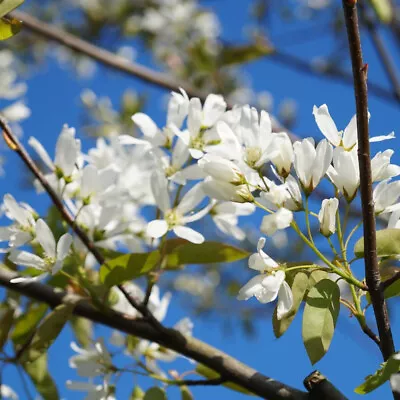 Amelanchier Ballerina | Juneberry Tree | Ornamental Garden Tree | 5-6ft • £79.99