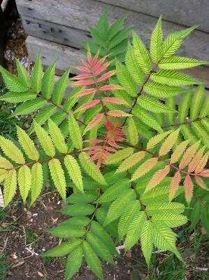 XL SORBARIA SEM Unusual Clumping Colourful Shrub 7.5litre Pot UK Nursery 2ft-ish • £27.99