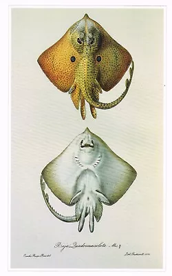 Brown Ray Vintage Fish Print Battistelli Old Picture 1990 CNHPF#59 • $4.96