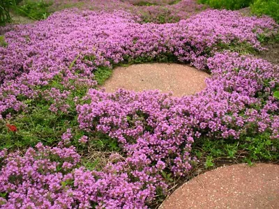 £3.25 • Buy 100  Dwarf Creeping Thyme Seeds, Herb Perennial