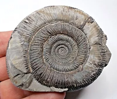 Dactylioceras Tenuicostatum Fossil Ammonite From Yorkshire UK 80mm Across • $31.07