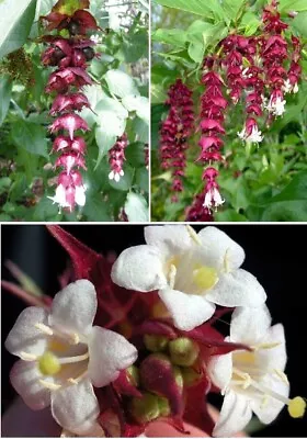 Himalayan Honeysuckle | Leycesteria Formosa | 50+ Seeds | Same Day Dispatch • £3.99