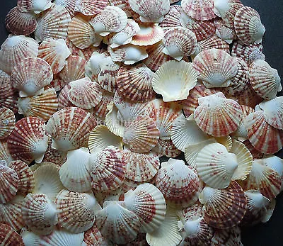 $15.99 • Buy Sea Shells Pecten Natural (Approx 55) Macassarien Macarensis Nobolis Scallop