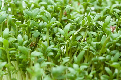 £4.99 • Buy Organic Cress Sprouting Seeds -  Microgreen Sprouts