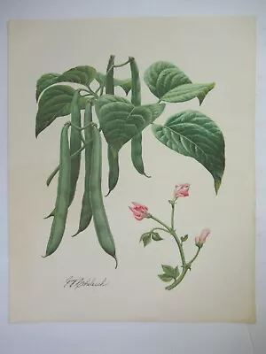 Vintage Guy Coheleach Garden Print Green Beans • $17.59