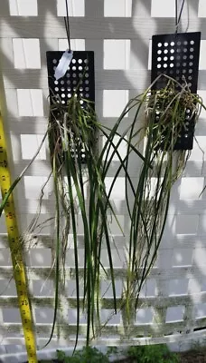 Large Brassavola Cucullata Mounted Bloom Size Fragrant Spikes • $90