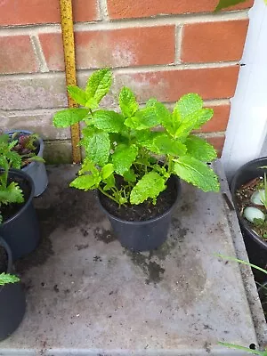Garden Mint Herb Plant In 13cm Pot Approx. • £3.19