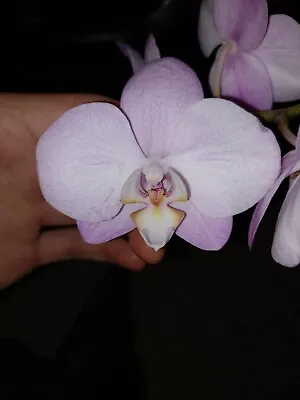 $35 • Buy Phalaenopsis Wanderlust In Flower 