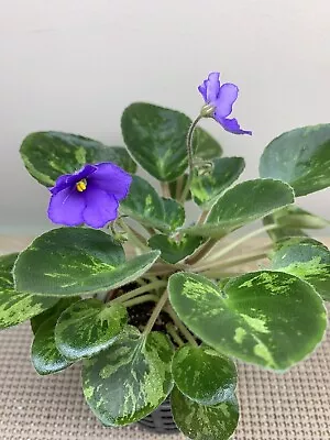 African Violet Plant  “Tongwensis White Tiger” Semiminiature • $8.99