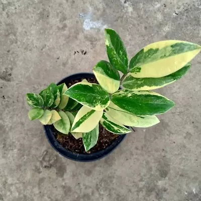 Custom Order Zamia Variegated 12plants • $550