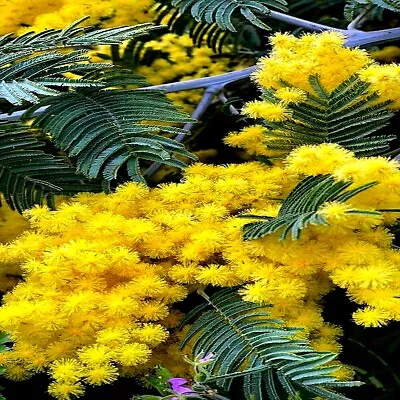 20 GOLDEN MIMOSA Tree Seeds Acacia Baileyana Yellow Wattle Flower Fast Growing • $9.95