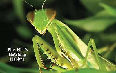 Praying Mantis 2 Egg Cases 100 - 400 Babies With Hirt's Hatching Habitat • $14.99