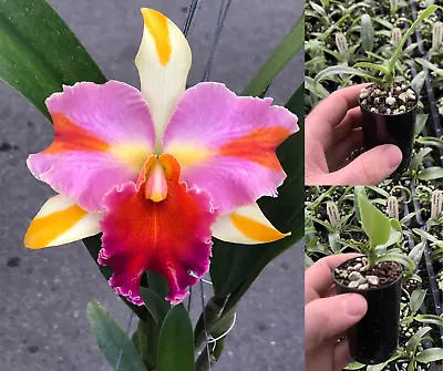 $12 • Buy RON Cattleya Orchid Rlc. Amazing Thailand 'Rainbow' MERICLONE 50mm Pot Size