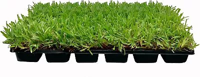 $179.98 • Buy St. Augustine Palmetto | Live Large Grass Plugs | Drought Shade Sod Turfgrass